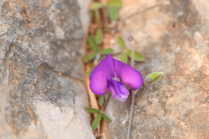 Tephrosia odorata