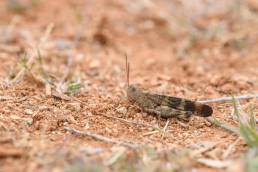 Scintharista forbesii