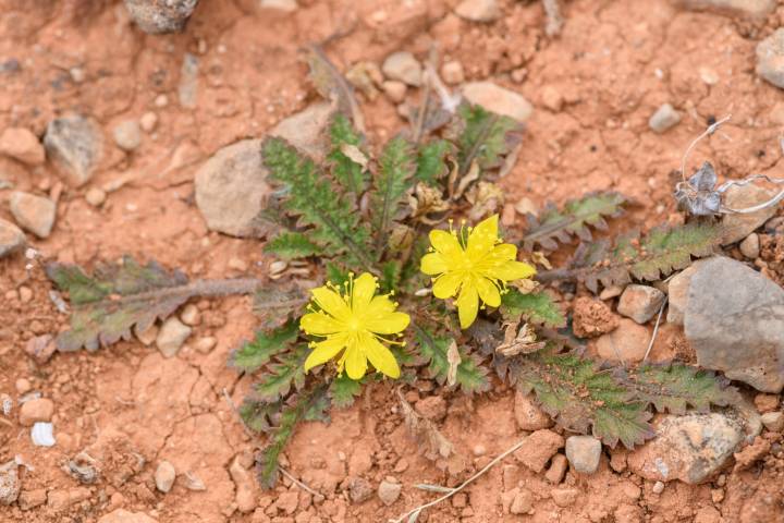 Corchorus erodioides