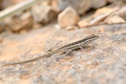 Socotra Rock Gecko (Pristurus sokotranus)