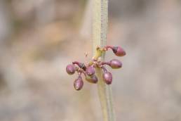 Cissus hamaderohensis