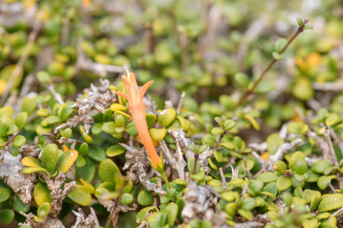 Ballochia rotundifolia