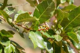 Acridocarpus socotranus