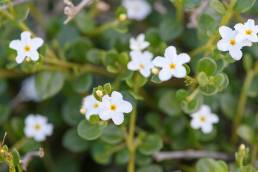 Heliotropium nigricans