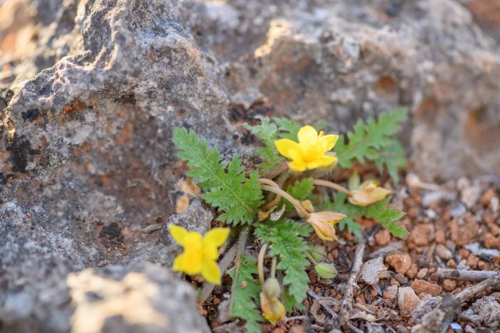 Corchorus erodioides