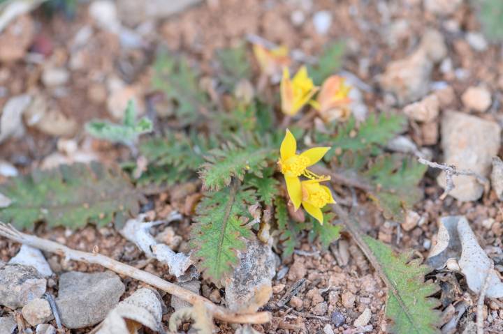 Corchorus erodioides