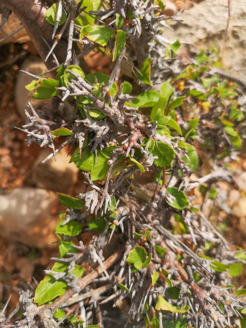 Commiphora kua