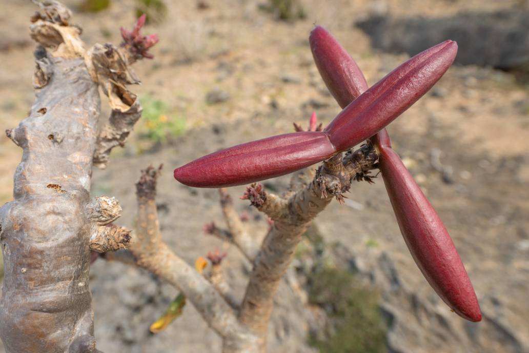 Socotran Desert Rose (Adenium obesum ssp. socotranum)