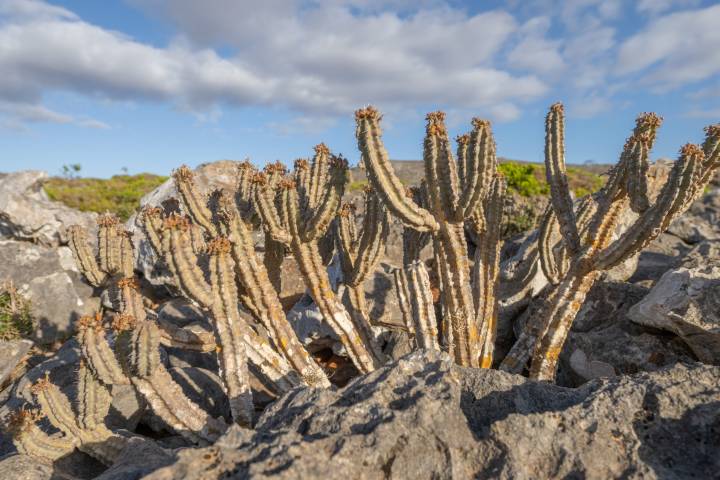 Euphorbia spiralis