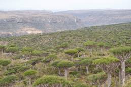 Firhmin Forest, Socotra