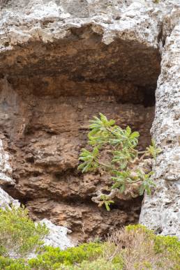 Boswellia ameero