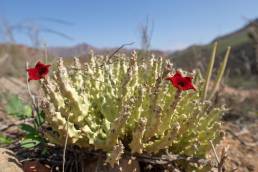 Caralluma socotrana