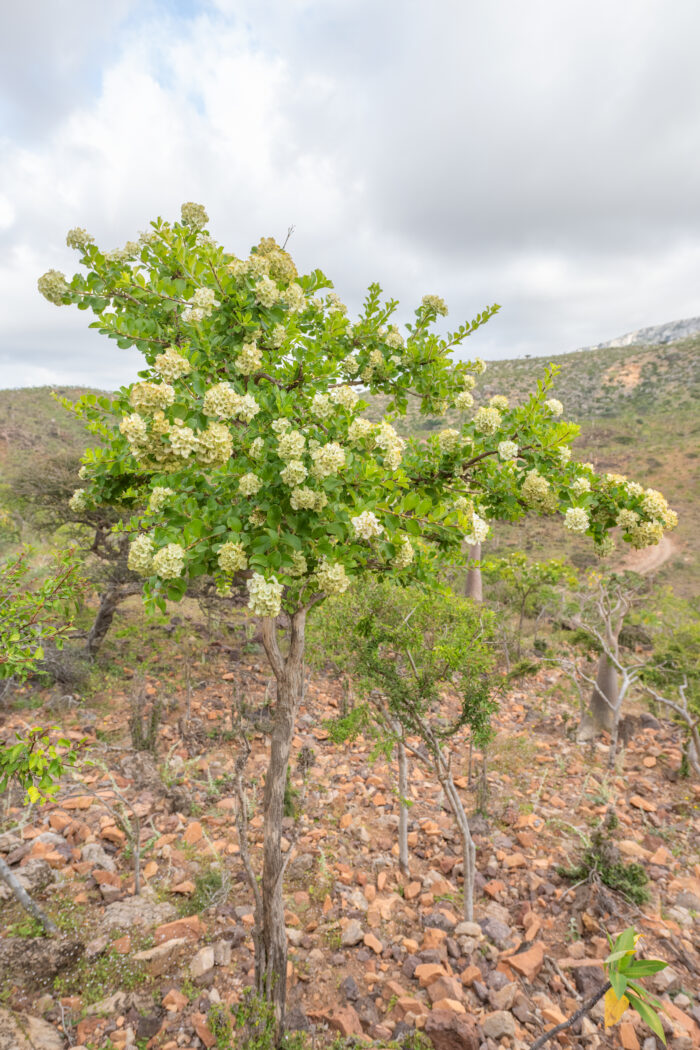 Dirichletia obovata