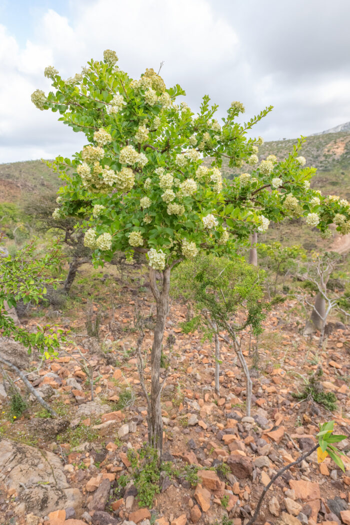 Dirichletia obovata