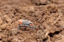 Inversed Fiddler Crab (Cranuca inversa)