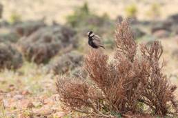 Black-crowned Sparrow-Lark (Eremopterix nigriceps ssp. melanauchen)