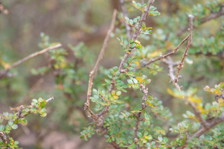 Commiphora parvifolia