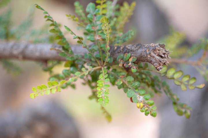 Boswellia socotrana