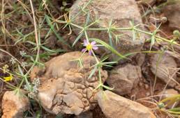 Zygophyllum paulayanum