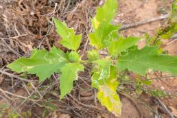 Jimsonweed (Datura stramonium)