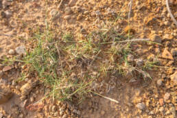 Socotra plant (Poaceae)