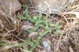 Persian Carpet Flower (Edithcolea grandis)