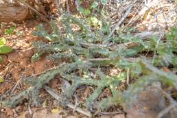 Persian Carpet Flower (Edithcolea grandis)