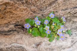 Persian Violet (Exacum affine)