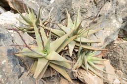 Perry's Aloe (Aloe perryi)