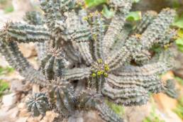 Euphorbia spiralis