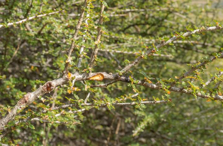 Commiphora parvifolia