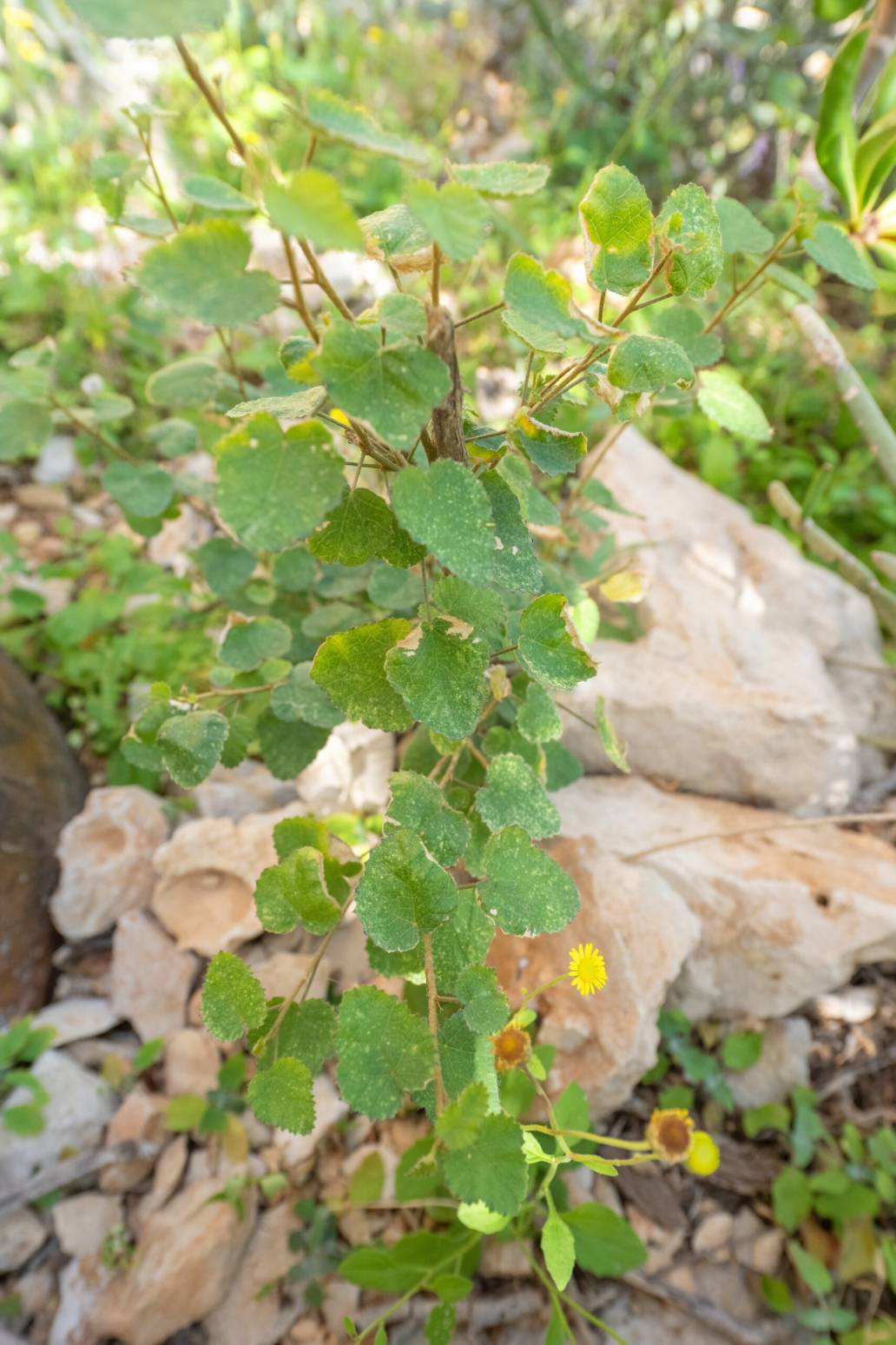 Hibiscus stenanthus