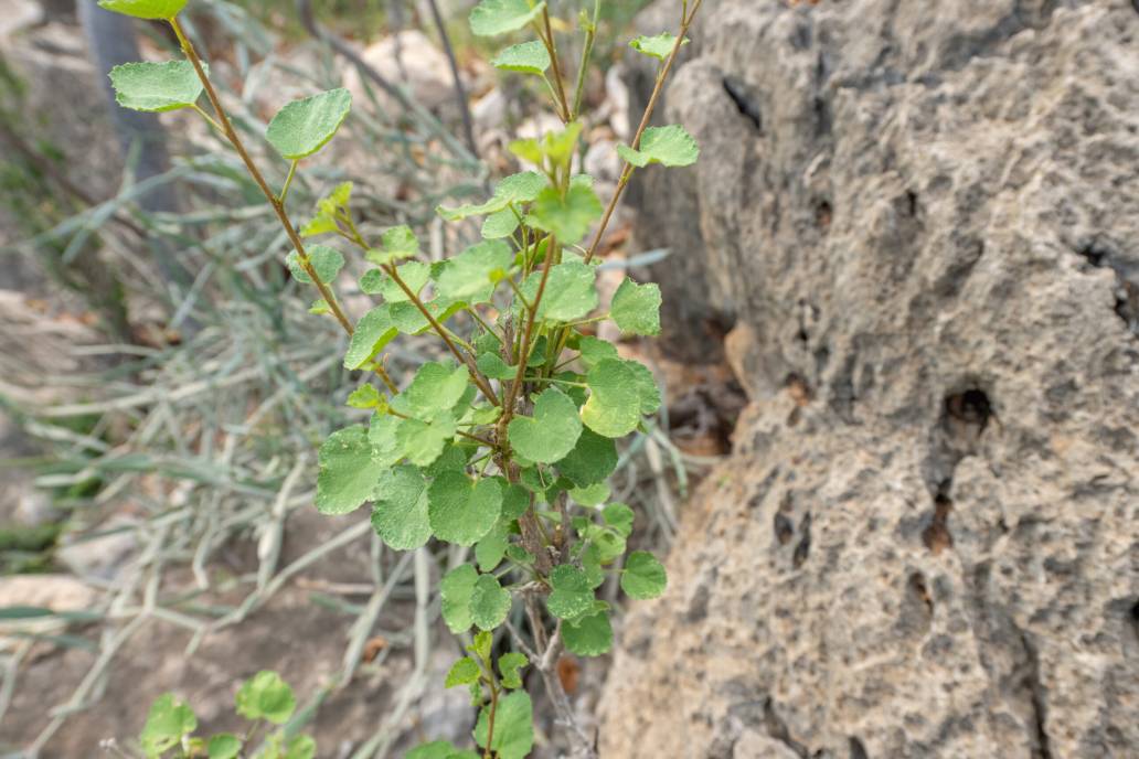 Hibiscus stenanthus