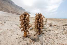 Desert Hyacinth (Cistanche tubulosa)