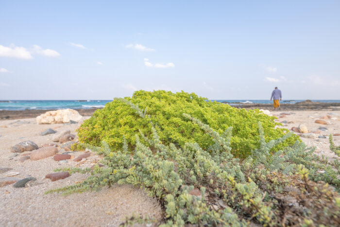 Erissel, Socotra