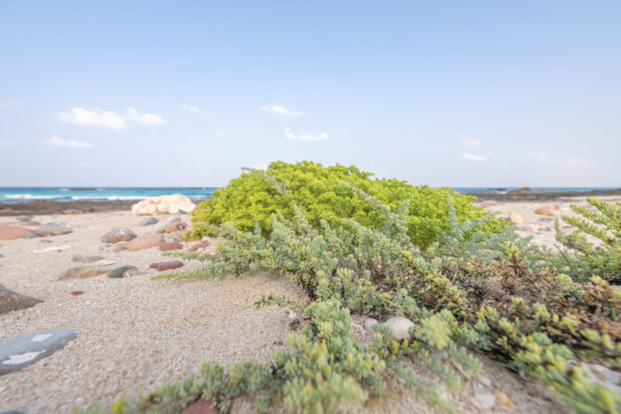 Erissel, Socotra