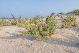 Arabian Jointed Glasswort (Suaeda vermiculata)