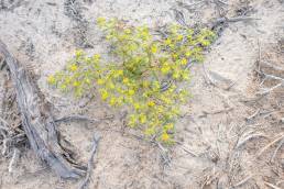 Simple-leaved Bean Caper (Tetraena simplex)