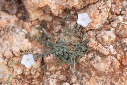 Convolvulus sarmentosus