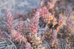 Arabian Jointed Glasswort (Suaeda vermiculata)