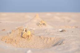 Red Sea Ghost Crab (Ocypode saratan)