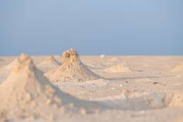 Red Sea Ghost Crab (Ocypode saratan)