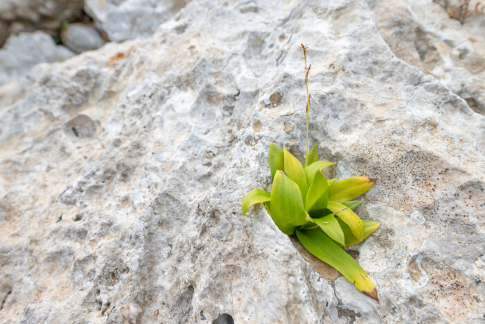 Habenaria socotrana