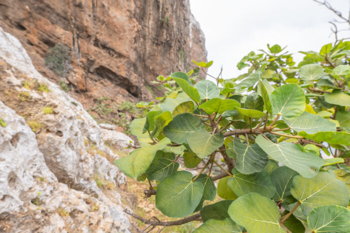 Ficus vasta