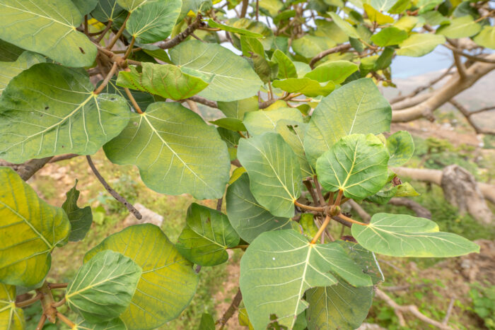 Ficus vasta