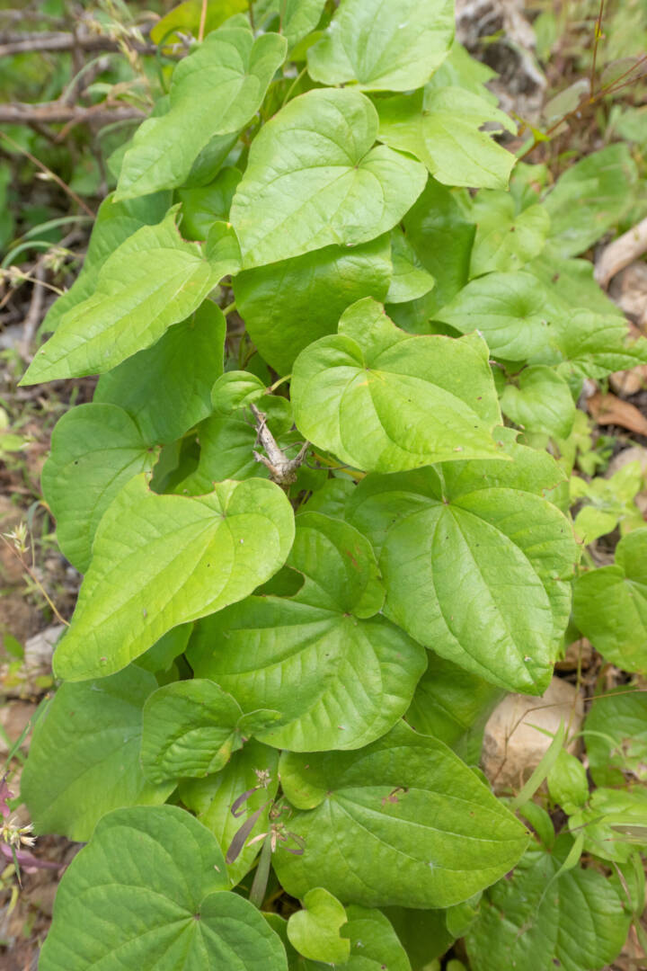 Dioscorea lanata