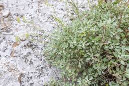 Socotra plant (Helichrysum)