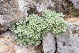 Socotra plant (Helicrysum)