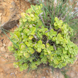 Socotran Hullwort (Coleus socotranus)