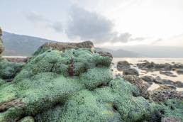 Violet Zoanthids (Zoanthus sansibaricus)